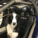 Dog is my co-pilot